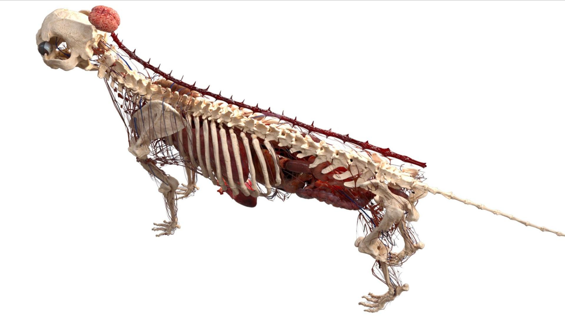 3D catAnatomy 3D https://p.turbosquid.com/ts-thumb/Au/a9ed1p/OQ/22/jpg/1754299385/1920x1080/fit_q87/49e37fe6adfb08dd043770a7661c66344bf829aa/22.jpg