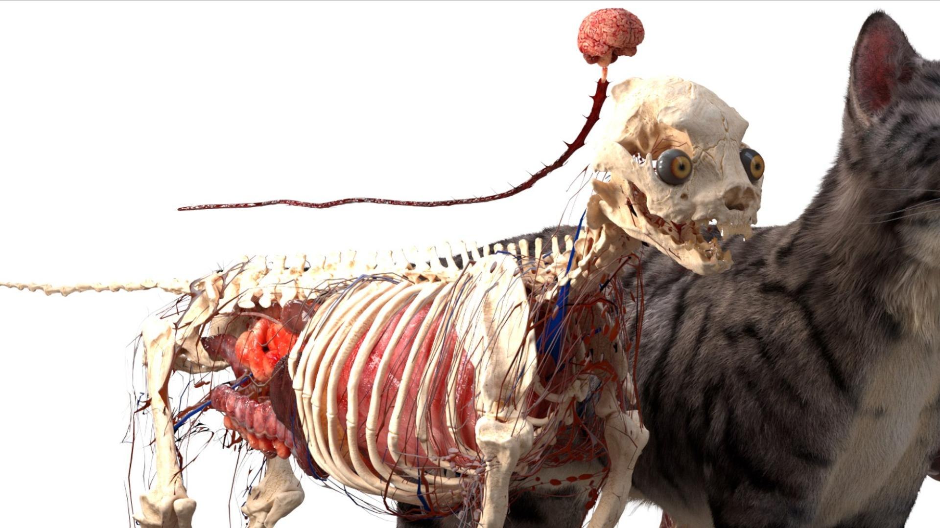 3D catAnatomy 3D https://p.turbosquid.com/ts-thumb/Au/a9ed1p/Pa/06/jpg/1754299376/1920x1080/fit_q87/d91d4a6da2ac16ab61419b4ad175435e5e40752f/06.jpg