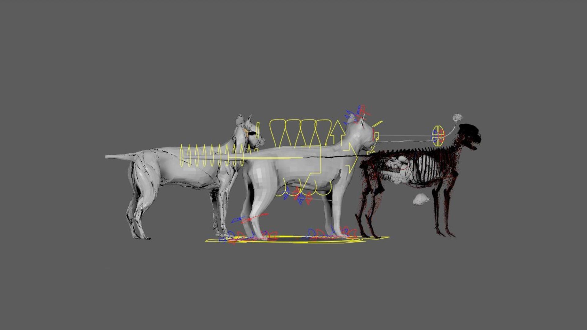 3D catAnatomy 3D https://p.turbosquid.com/ts-thumb/Au/a9ed1p/Vf/26/jpg/1754299387/1920x1080/fit_q87/2a642fe8988f5e3a717d9ff4d1797ff0071a587f/26.jpg