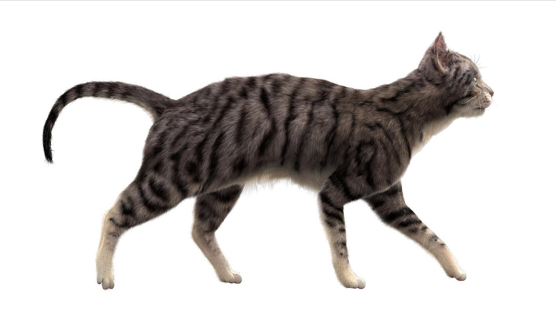 3D catAnatomy 3D https://p.turbosquid.com/ts-thumb/Au/a9ed1p/ZP/02/jpg/1754299375/1920x1080/fit_q87/66a741a9664b4af58e93cee9653199ceb68c4750/02.jpg
