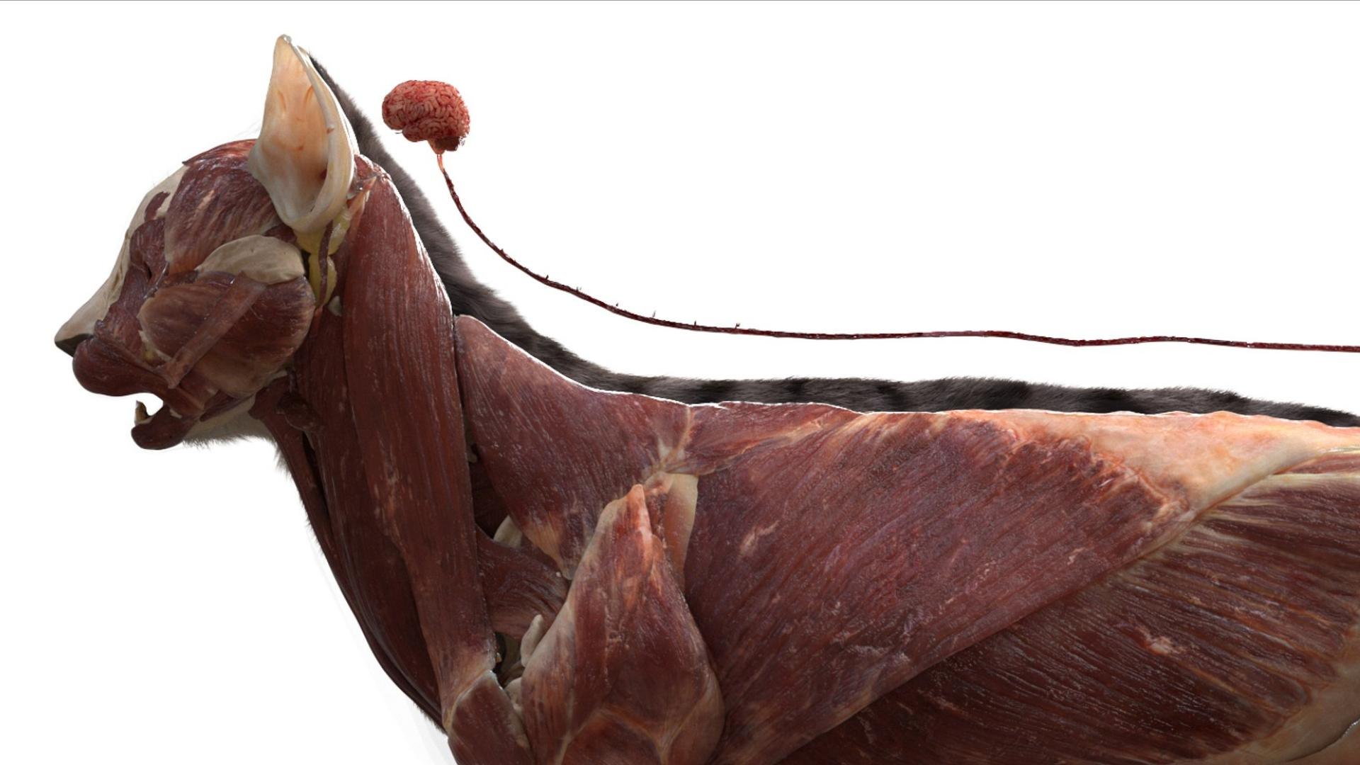 3D catAnatomy 3D https://p.turbosquid.com/ts-thumb/Au/a9ed1p/am/12/jpg/1754299379/1920x1080/fit_q87/4e94ff90889f629690f57577f3e1fef27a47566f/12.jpg