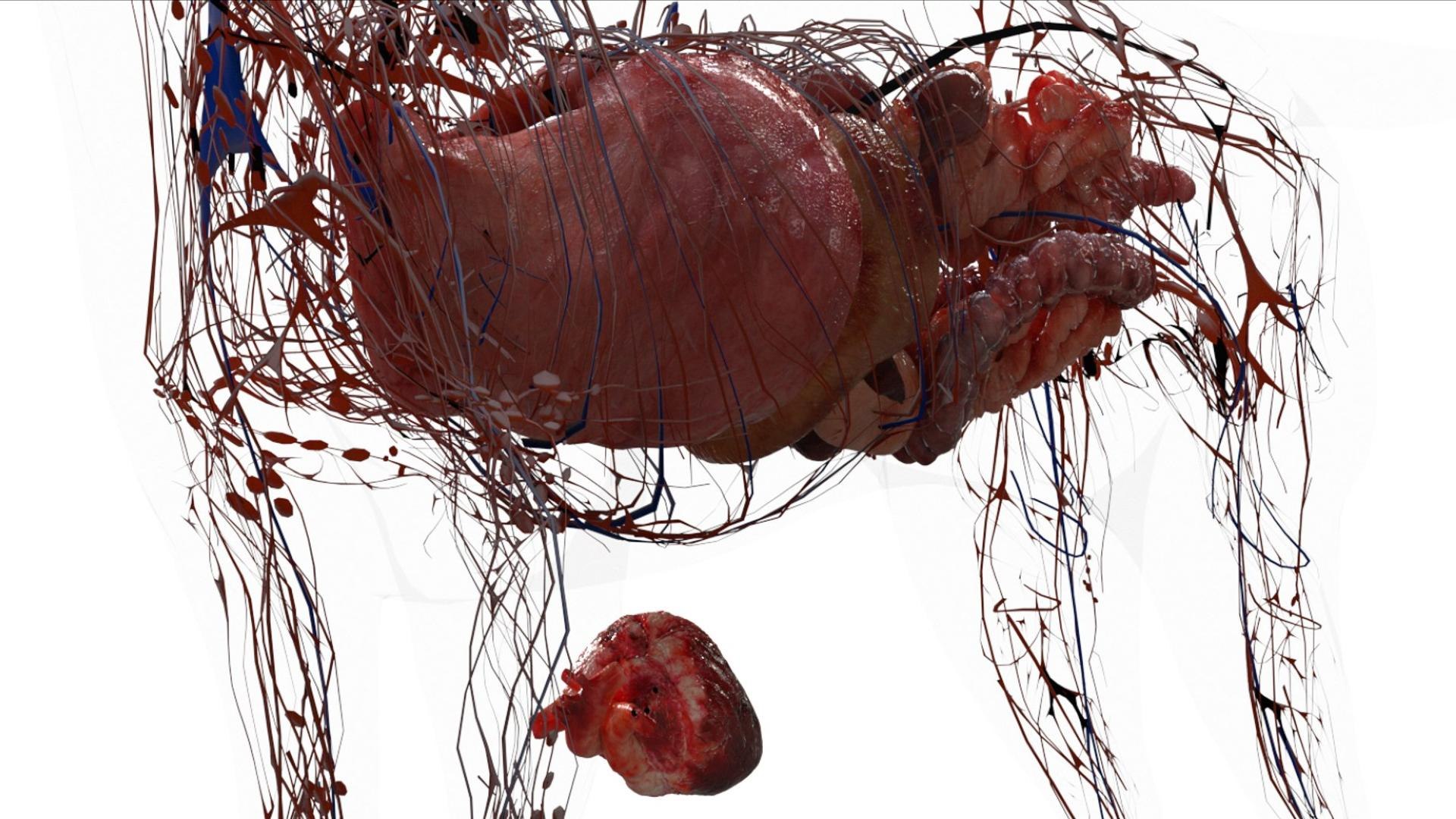 3D catAnatomy 3D https://p.turbosquid.com/ts-thumb/Au/a9ed1p/dd/14/jpg/1754299381/1920x1080/fit_q87/a9863fe6192d9652691840a1ff06fa805564ba97/14.jpg