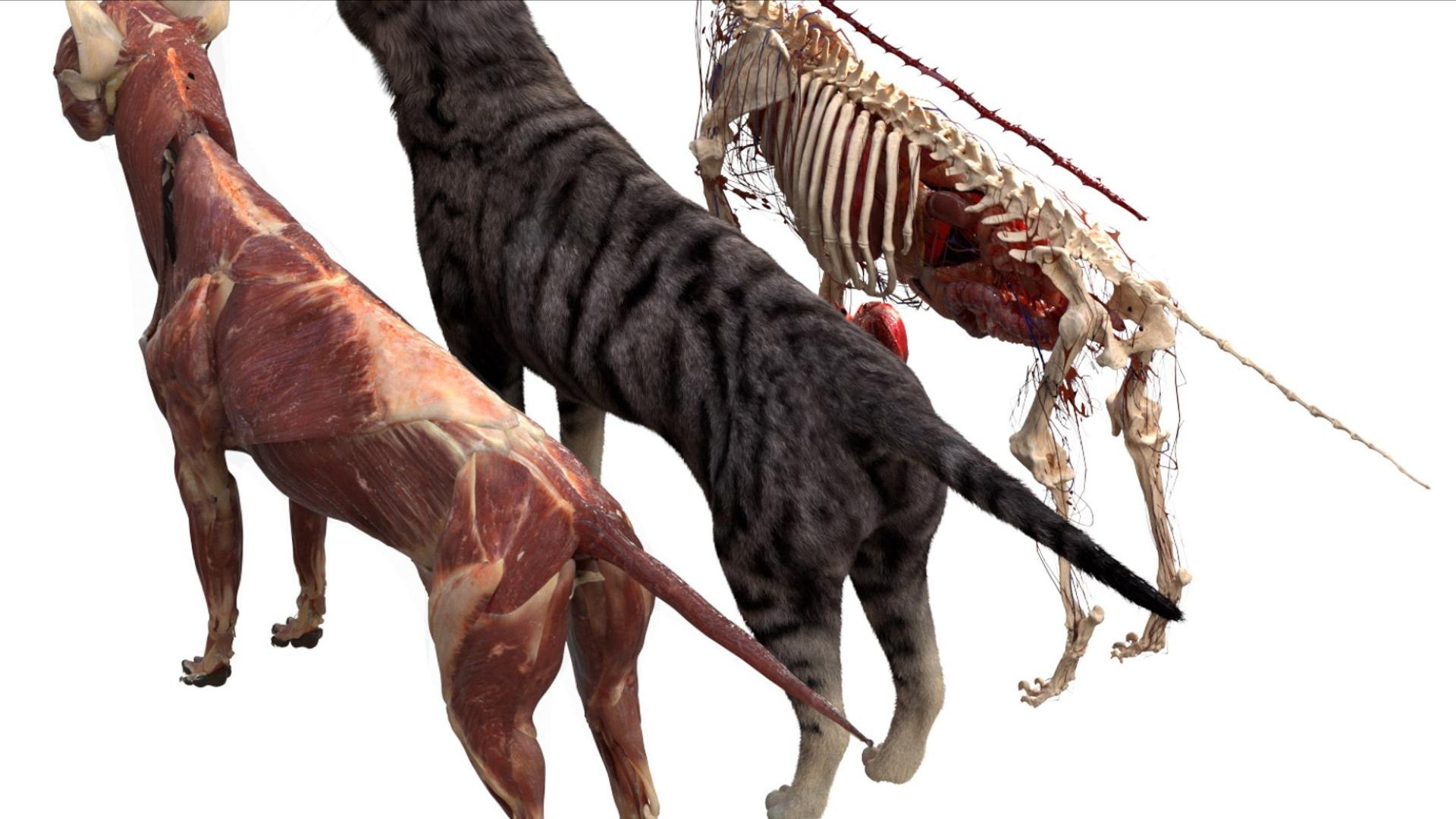 3D catAnatomy 3D https://p.turbosquid.com/ts-thumb/Au/a9ed1p/nN/10/jpg/1754299379/1920x1080/fit_q87/2c25da9ffaa90575dc2fd2954e6c02aa0b636977/10.jpg