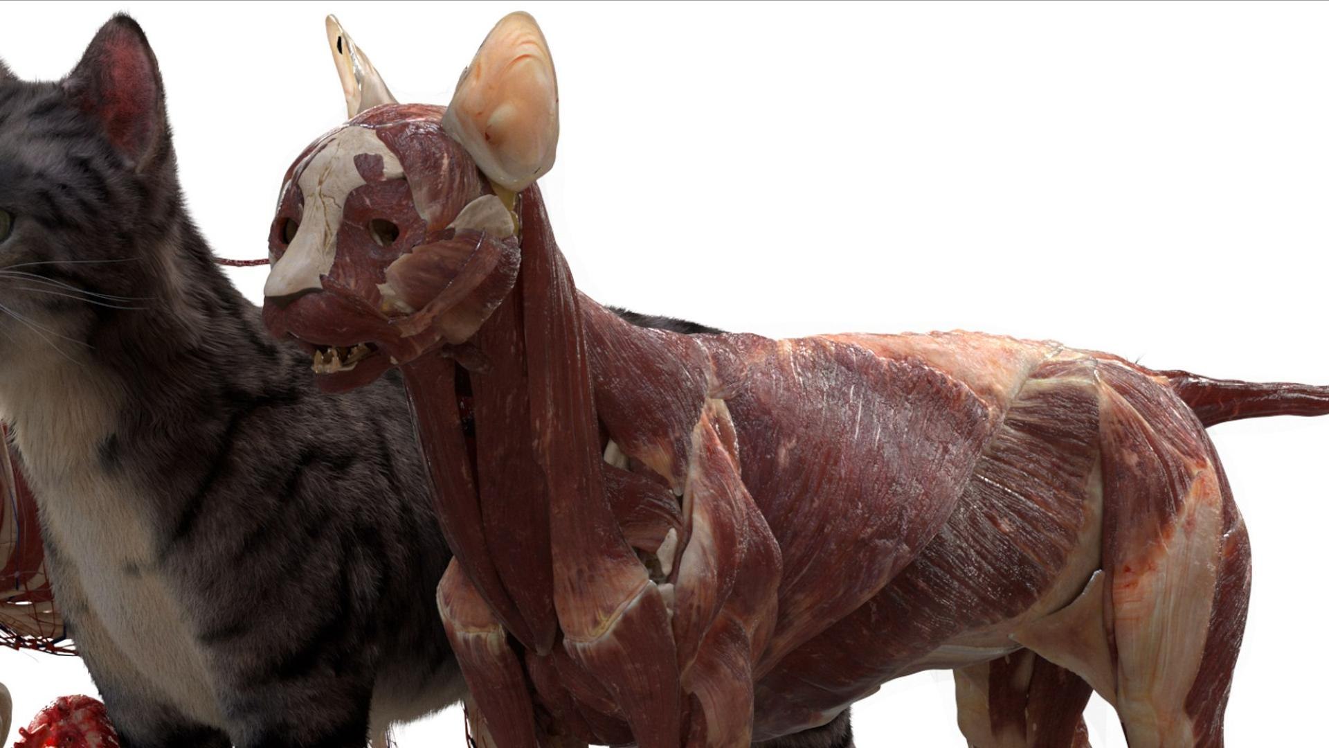 3D catAnatomy 3D https://p.turbosquid.com/ts-thumb/Au/a9ed1p/os/05/jpg/1754299376/1920x1080/fit_q87/dc09eb0819ba34c4619a41fada29821a9557316d/05.jpg