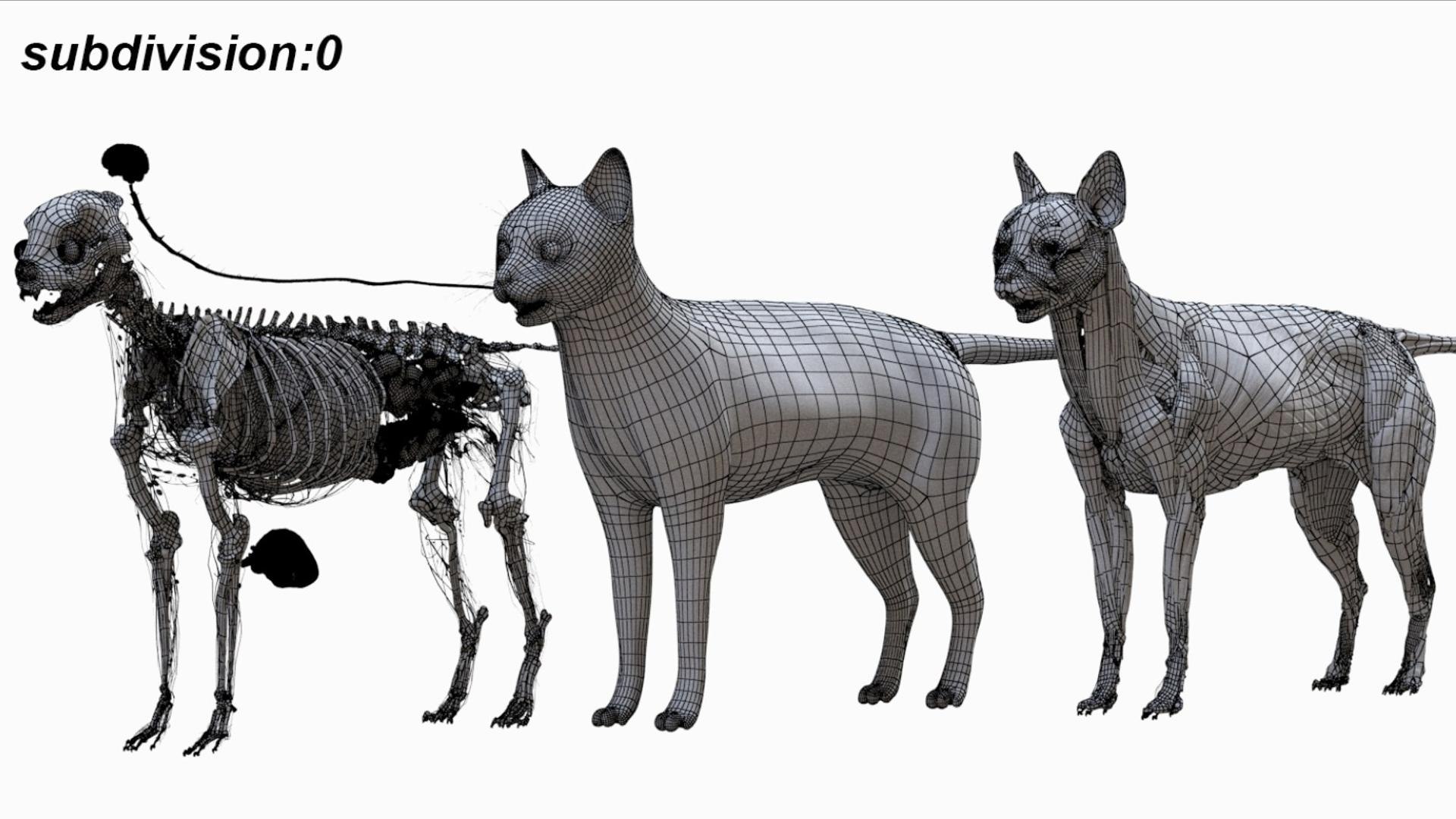 3D catAnatomy 3D https://p.turbosquid.com/ts-thumb/Au/a9ed1p/q5/27/jpg/1754299387/1920x1080/fit_q87/5c4695039679c5fecf439416ec4b735ec50479eb/27.jpg
