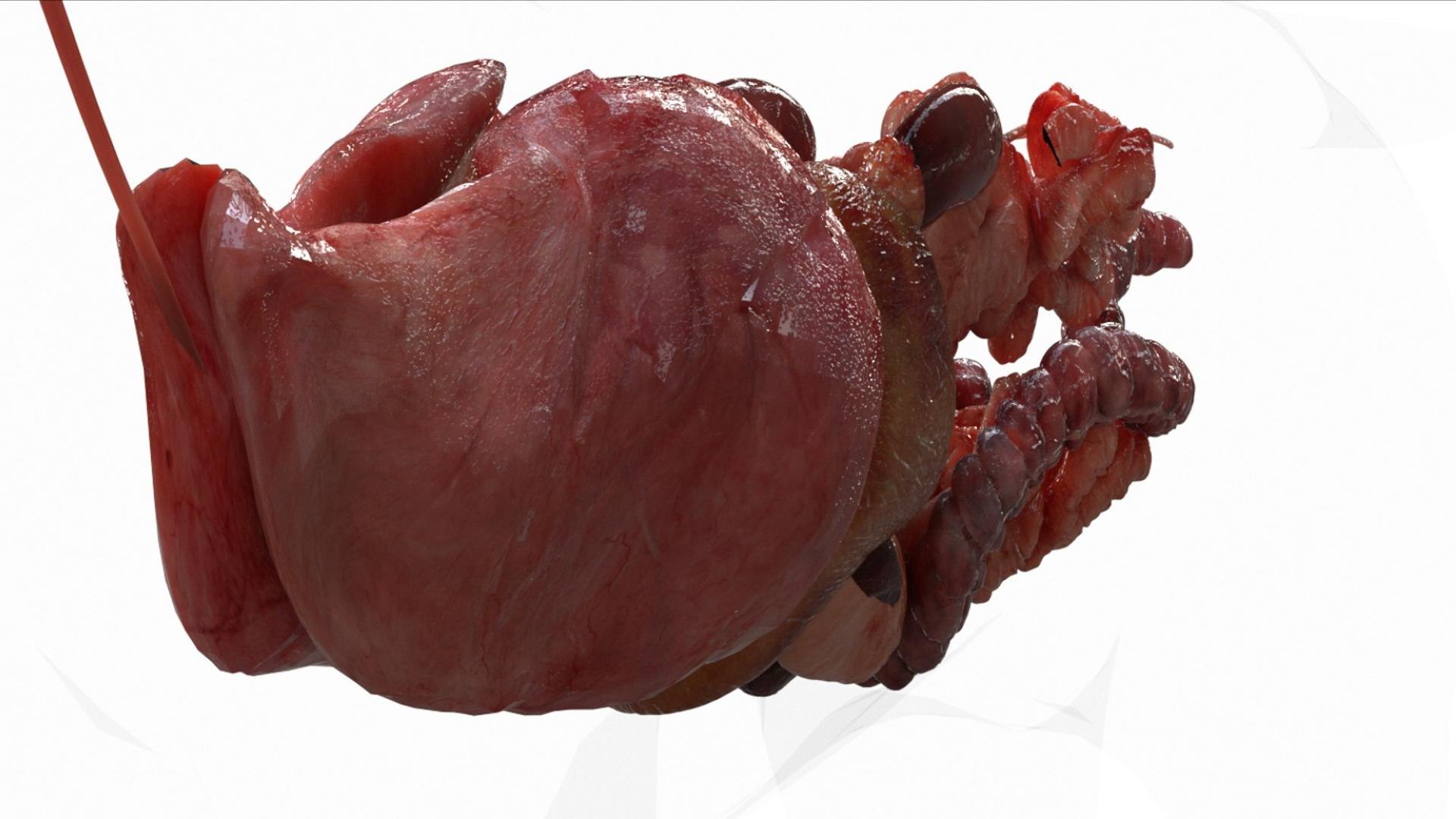 3D catAnatomy 3D https://p.turbosquid.com/ts-thumb/Au/a9ed1p/y7/18/jpg/1754299382/1920x1080/fit_q87/17227be96e86d0d1fe49d55245c1c4913e023c83/18.jpg