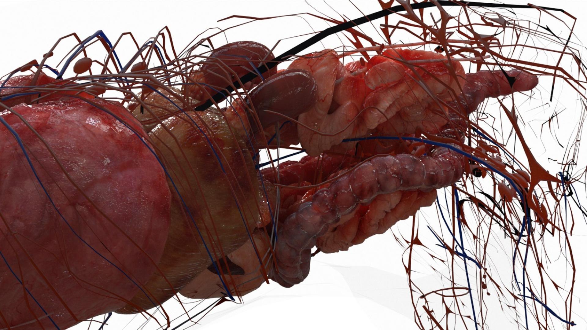 3D catAnatomy 3D https://p.turbosquid.com/ts-thumb/Au/a9ed1p/zy/16/jpg/1754299381/1920x1080/fit_q87/991ccf0ec15e02c0a8cd2a45e5dd1130f07a829d/16.jpg