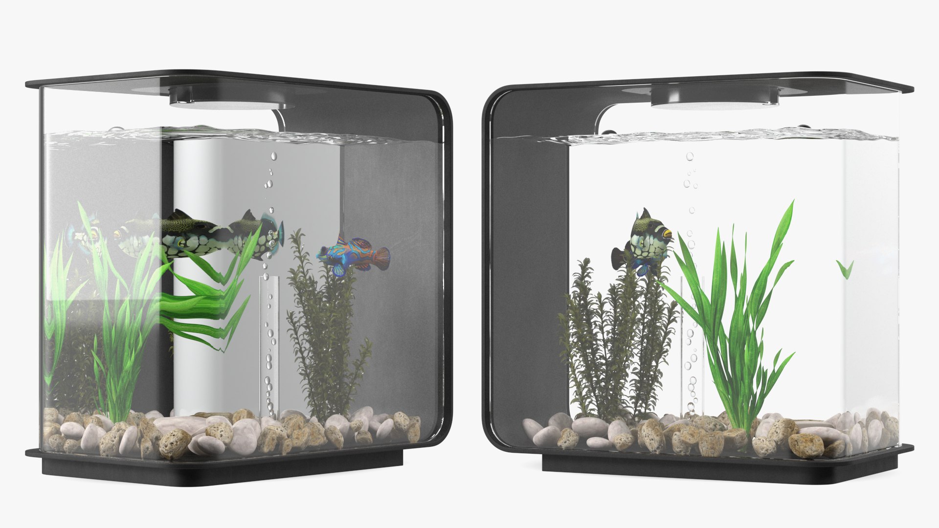 Designer Rectangle Aquarium Black With Fish 3D Model - TurboSquid 2132475
