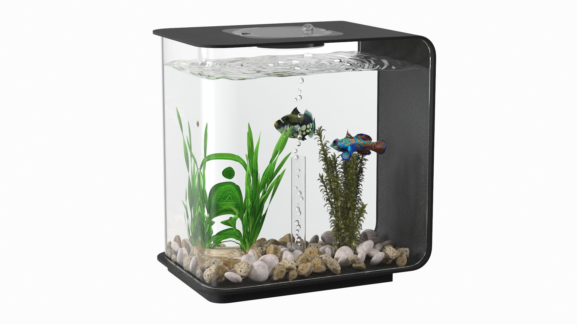 Designer Rectangle Aquarium Black With Fish 3D Model TurboSquid 2132475