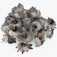Angaria Delphinus Pile