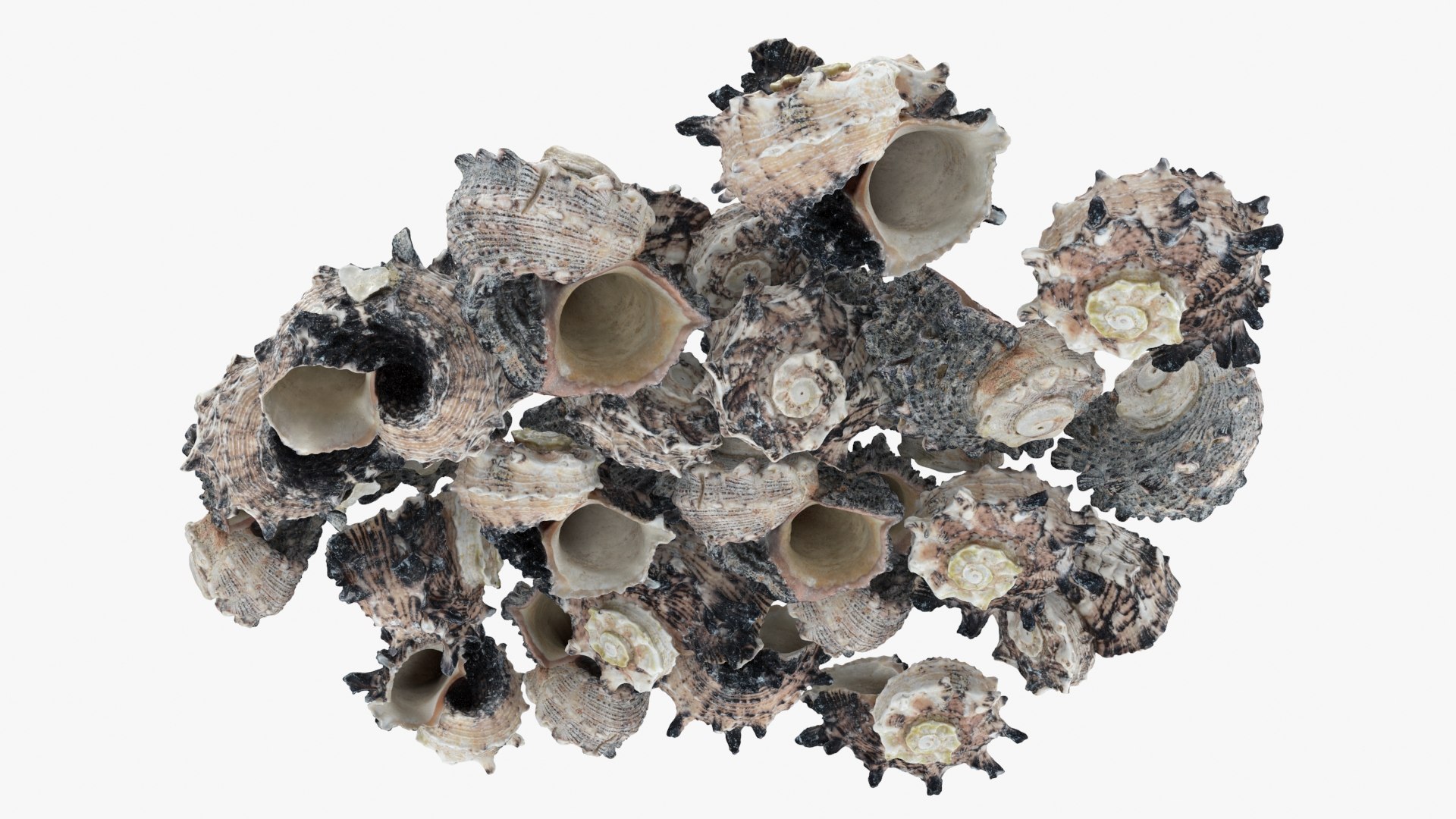 Angaria Delphinus Pile Model - TurboSquid 2214463