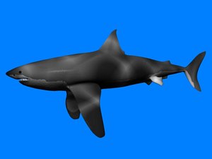 3d model of great white shark