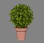 Bush Pot