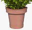 Bush Pot