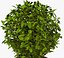 Bush Pot