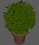 Bush Pot