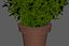 Bush Pot