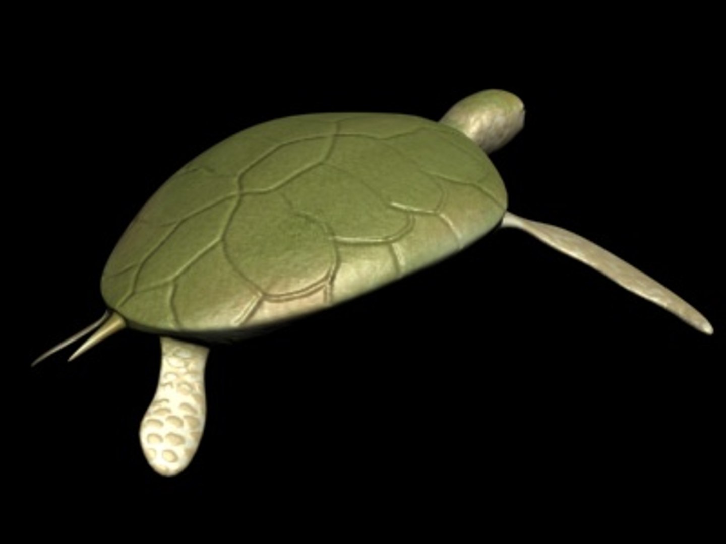 3d turtle rigged normal model https://p.turbosquid.com/ts-thumb/Au/vGPVa3/WGy98Rtu/turtle6/jpg/1227542014/1920x1080/fit_q87/70875e7ee795ffa40f40f9a0a198385a63dbe318/turtle6.jpg
