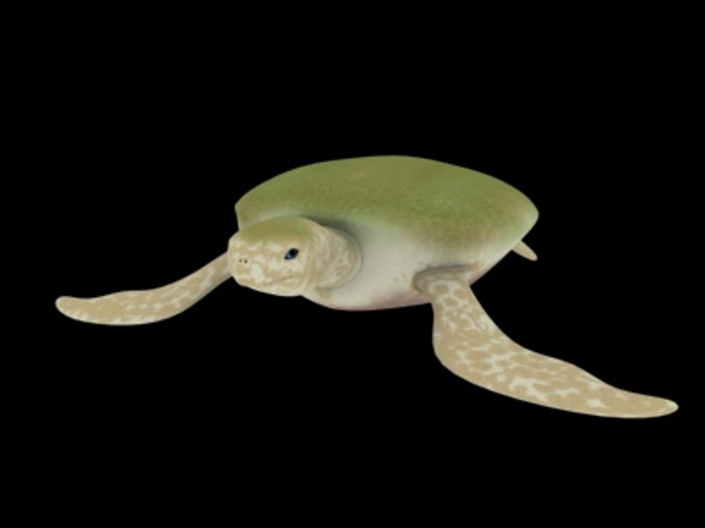 3d turtle rigged normal model https://p.turbosquid.com/ts-thumb/Au/vGPVa3/g8gZcBVQ/turtle8/jpg/1227542022/1920x1080/fit_q87/04977e5ea6bdf7f8b72b9851dc3277552bee923e/turtle8.jpg