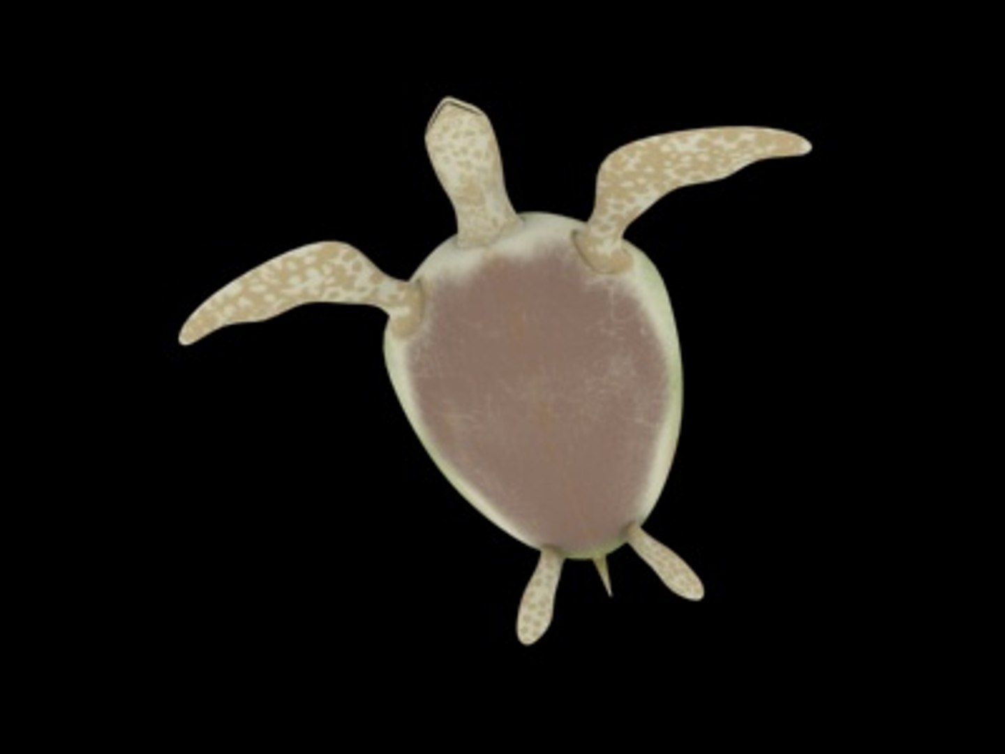 3d turtle rigged normal model https://p.turbosquid.com/ts-thumb/Au/vGPVa3/wJWPzLR8/turtle9/jpg/1227542026/1920x1080/fit_q87/fa226838f74221099a34be92362000e447f0d8a8/turtle9.jpg
