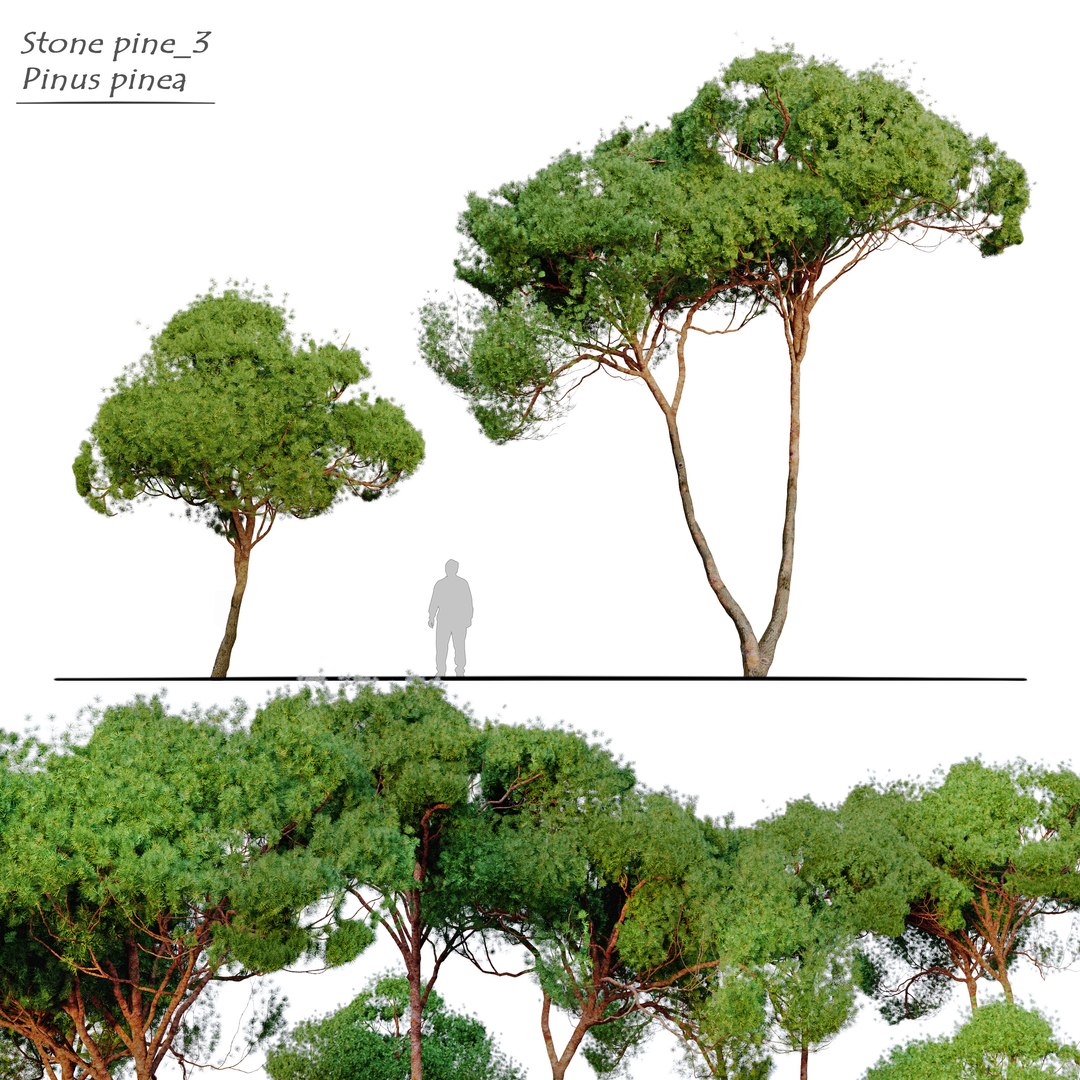 3D Stone Pine 3 Model - TurboSquid 1947865