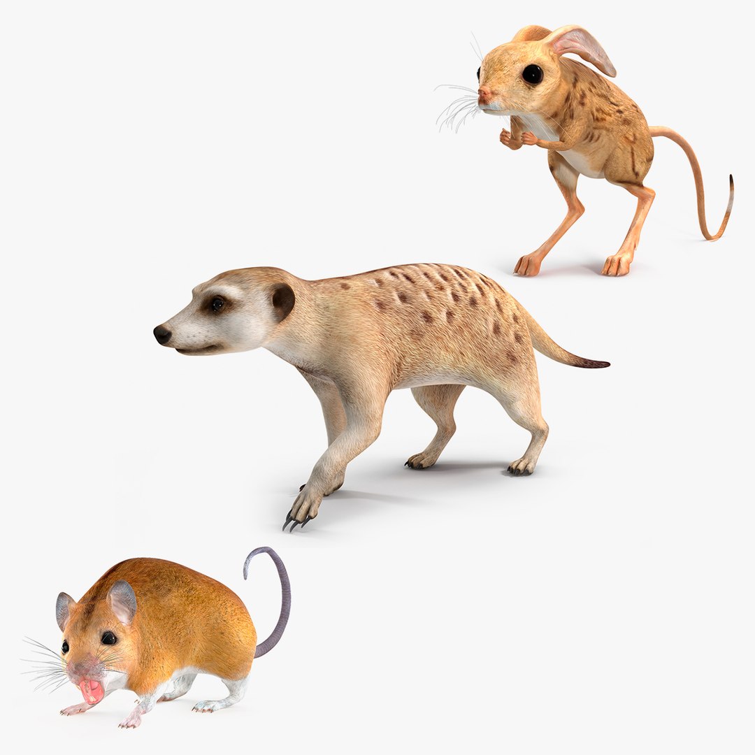 Rigged Desert Animals Collection 3D model preview