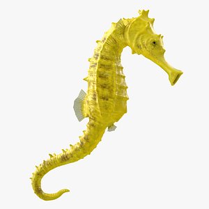 slender seahorse hippocampus reidi 3D