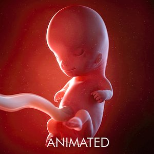 3D fetus week 10 model