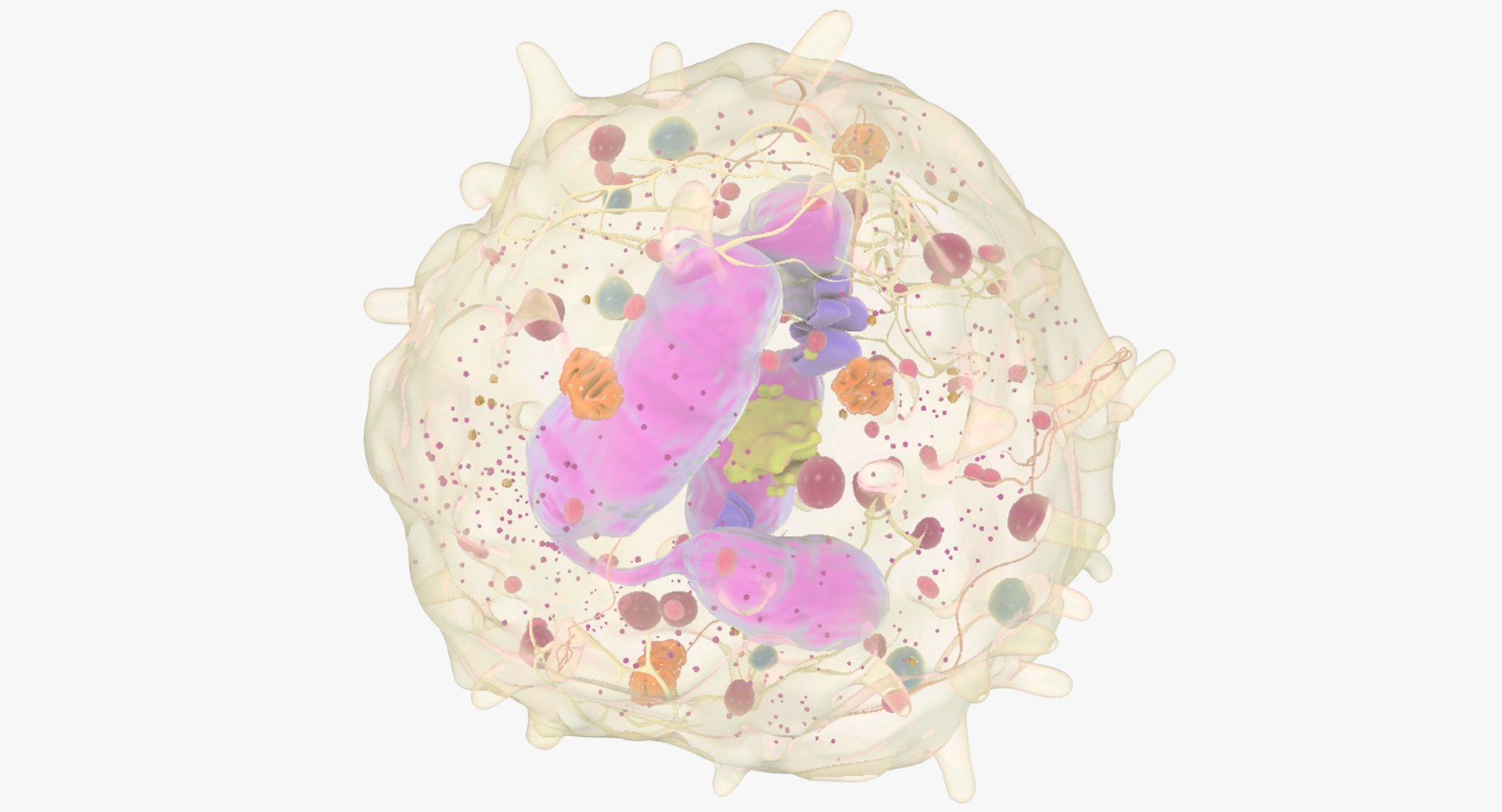 Neutrophil cells azurophilic 3D model - TurboSquid 1268922
