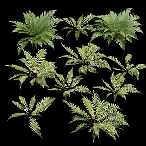 Fern Collection Vol 375 3D model