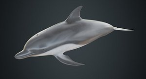 dolphin 1b 3D model