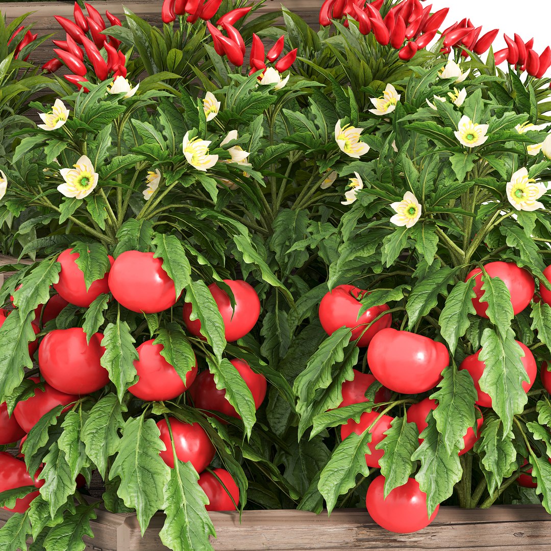 3D Vegetables and citrus box 01 model https://p.turbosquid.com/ts-thumb/Av/PJQS8g/3o/z0006/jpg/1722324119/1920x1080/fit_q87/eae4ac750799df4f9ef6921b0d95a7c5f19c5770/z0006.jpg