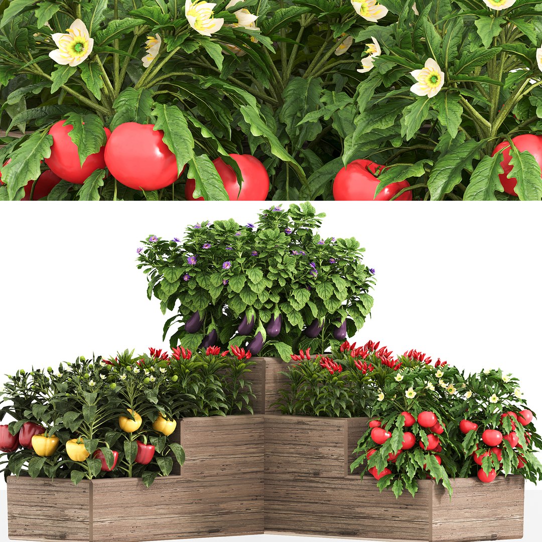 3D Vegetables and citrus box 01 model https://p.turbosquid.com/ts-thumb/Av/PJQS8g/76/wire/jpg/1722324134/1920x1080/fit_q87/1b884d8307a5fec4f2a548e3da0c1d264ec8661c/wire.jpg