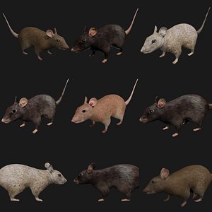 rat rigged 3D model