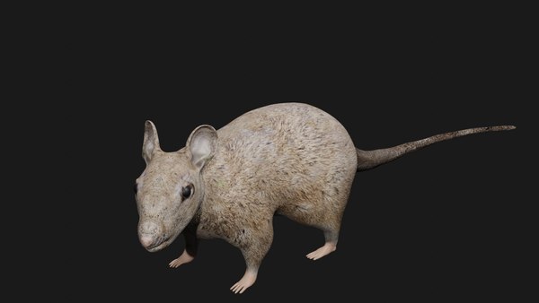 Rat rigged 3D model - TurboSquid 1661517