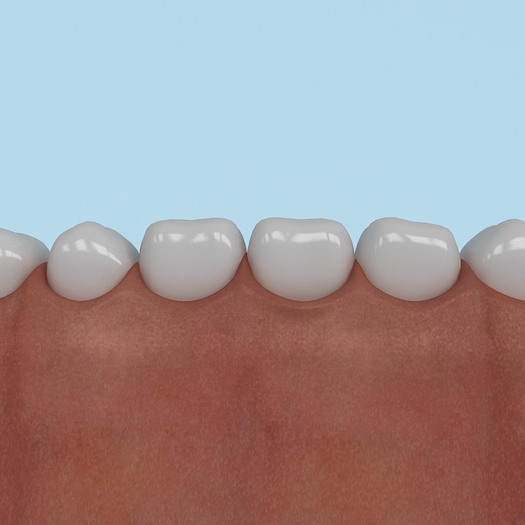 teeth x https://p.turbosquid.com/ts-thumb/Av/UF78TZ/D6V4PF3z/zubi_001/jpg/1359711269/1920x1080/fit_q87/deb39eb8c5417313b9dc0f977283c5ef5a51cfd4/zubi_001.jpg