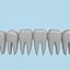 Teeth