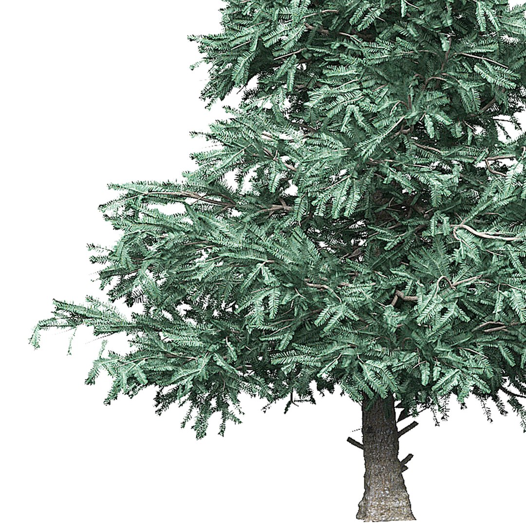 Spruce 3 3D model - TurboSquid 1652110