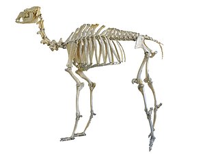 3D camel skeleton hd