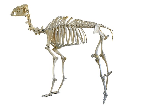 3D camel skeleton hd