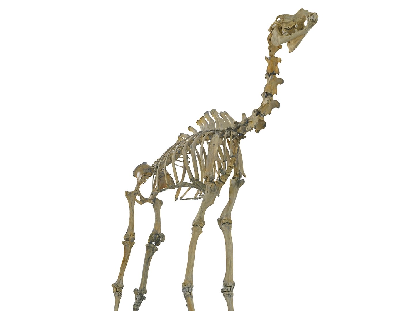 3D camel skeleton hd https://p.turbosquid.com/ts-thumb/Av/b0ehH5/MQf7O9qi/9090/jpg/1590696578/1920x1080/fit_q87/2ed35a08899cd2e10a84fbb6dd03331de3b222f7/9090.jpg