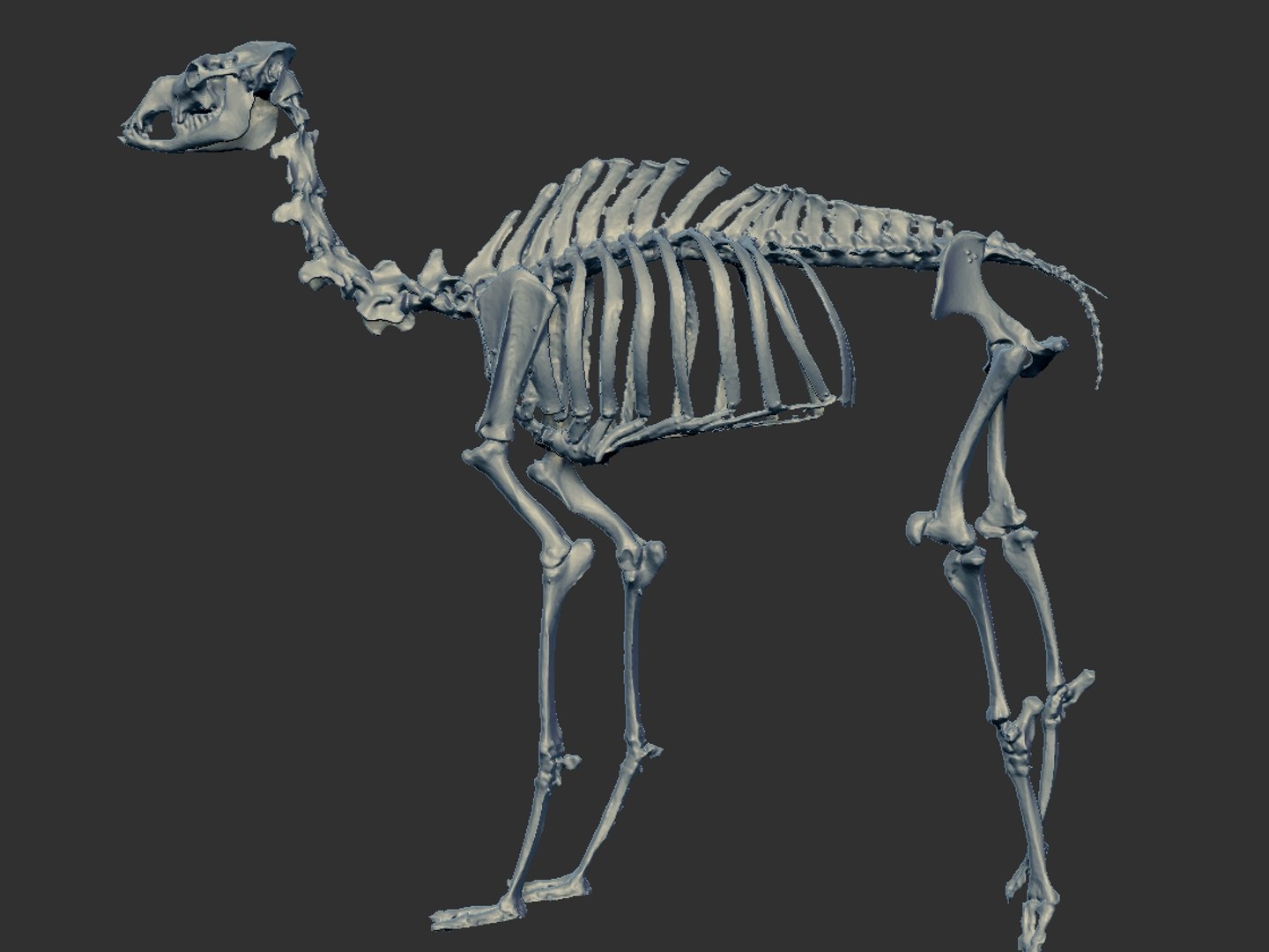 3D Camel Skeleton Hd - TurboSquid 1567623