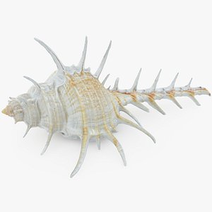 Murex Ternispina 3D