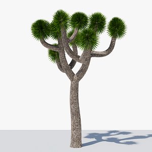 Joshua Tree or Yucca Palm v10