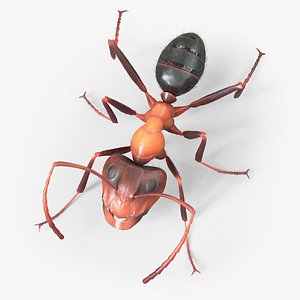 Red Ant Rigged