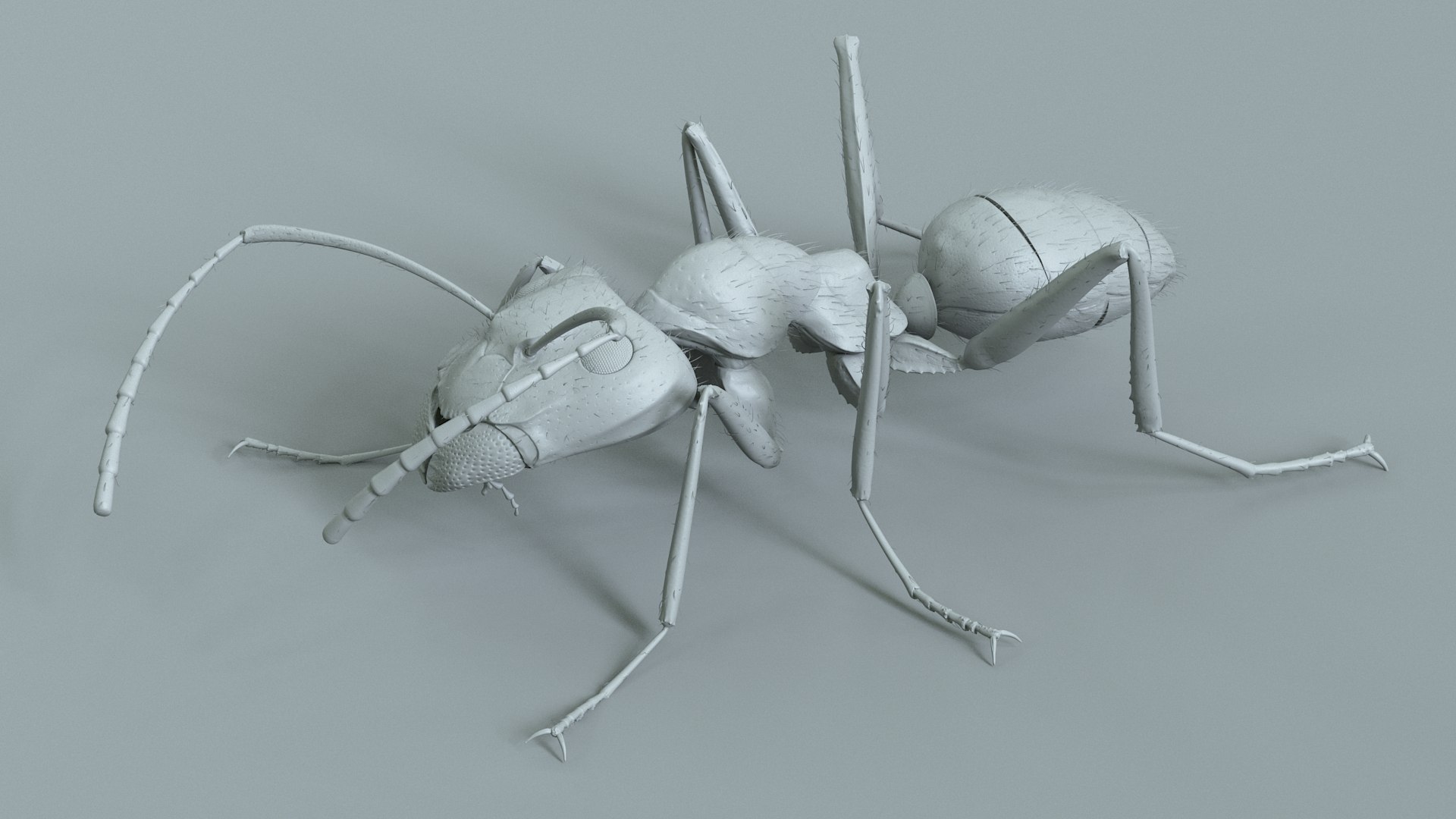 Red Ant Rigged 3D model https://p.turbosquid.com/ts-thumb/Aw/6Xfhd5/KS/ant_red_rigged_19/jpg/1714652277/1920x1080/fit_q87/bd5909bb612357ee0f146c2d69ee60aff2d31ddf/ant_red_rigged_19.jpg