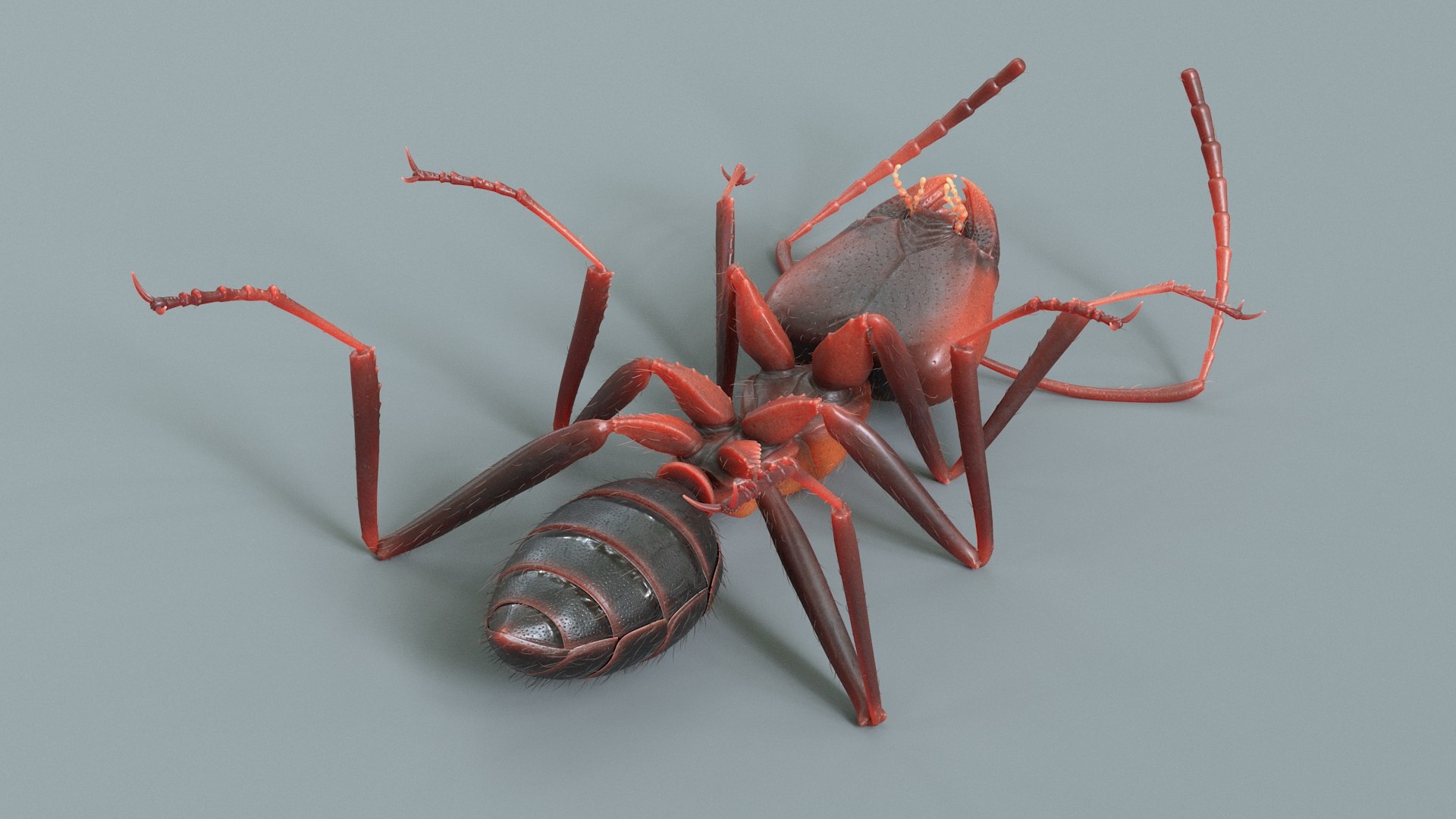 Red Ant Rigged 3D model https://p.turbosquid.com/ts-thumb/Aw/6Xfhd5/S4/ant_red_rigged_11/jpg/1714652265/1920x1080/fit_q87/330888d6ac8039ed75b4351fc6ec911bdf6890ce/ant_red_rigged_11.jpg