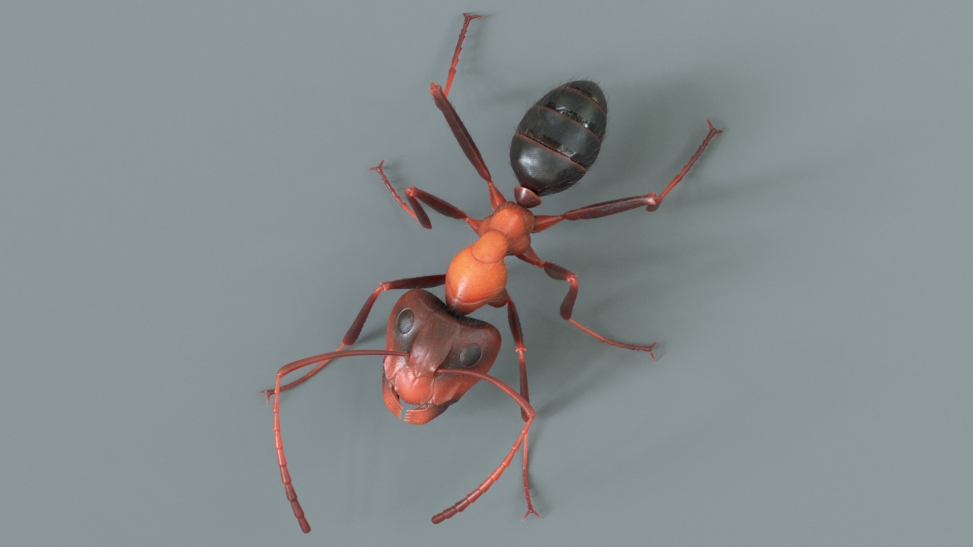 Insects Rigged Collection 3D model https://p.turbosquid.com/ts-thumb/Aw/6Xfhd5/dF/ant_red_rigged_02/jpg/1789957349/1920x1080/fit_q87/880fc51329b307884817d18d746d2962e371835b/ant_red_rigged_02.jpg