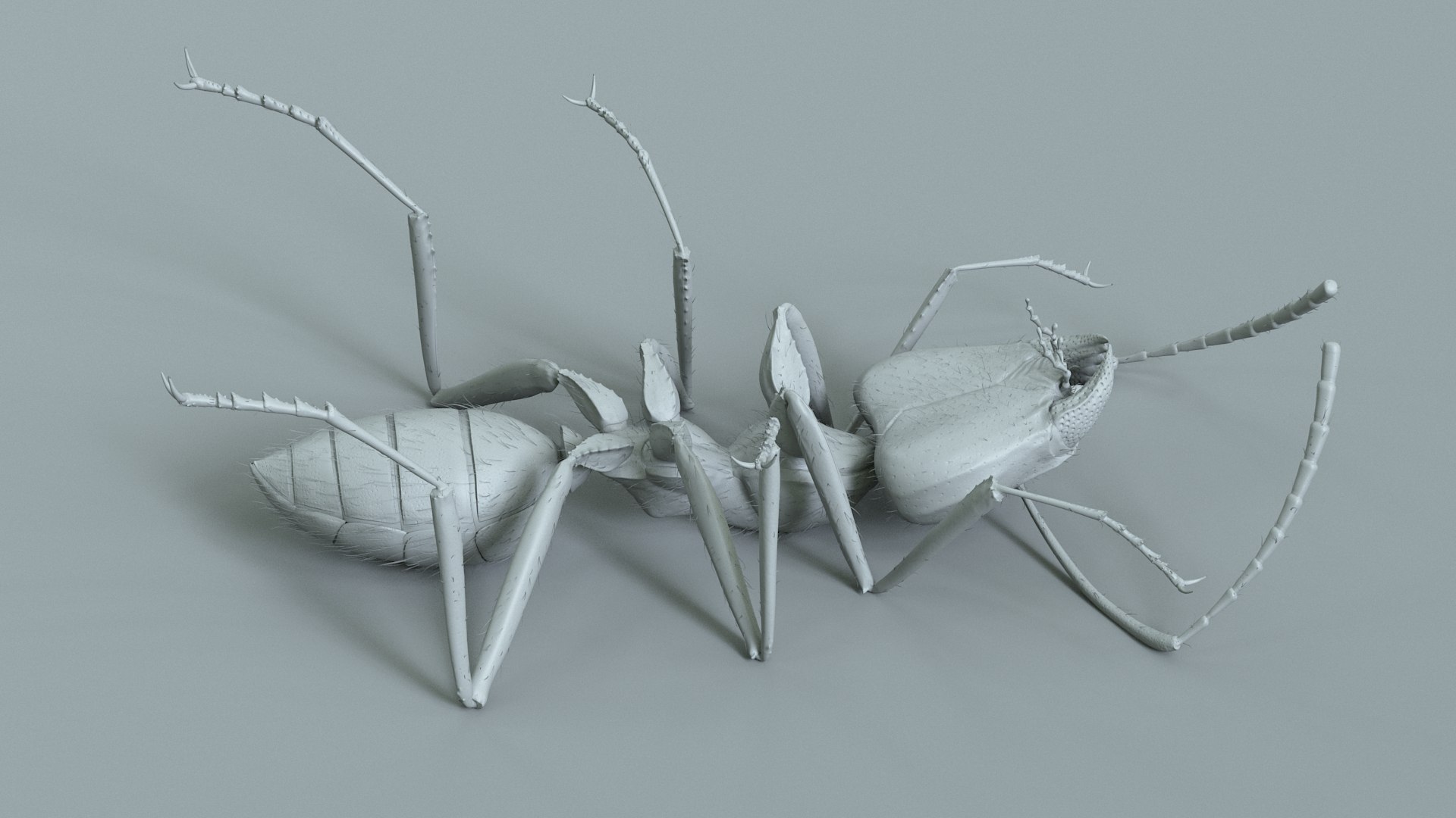 Red Ant Rigged 3D model https://p.turbosquid.com/ts-thumb/Aw/6Xfhd5/iG/ant_red_rigged_22/jpg/1714652281/1920x1080/fit_q87/93063196ba63a0725b8fb2a8f966d17c6244fb39/ant_red_rigged_22.jpg