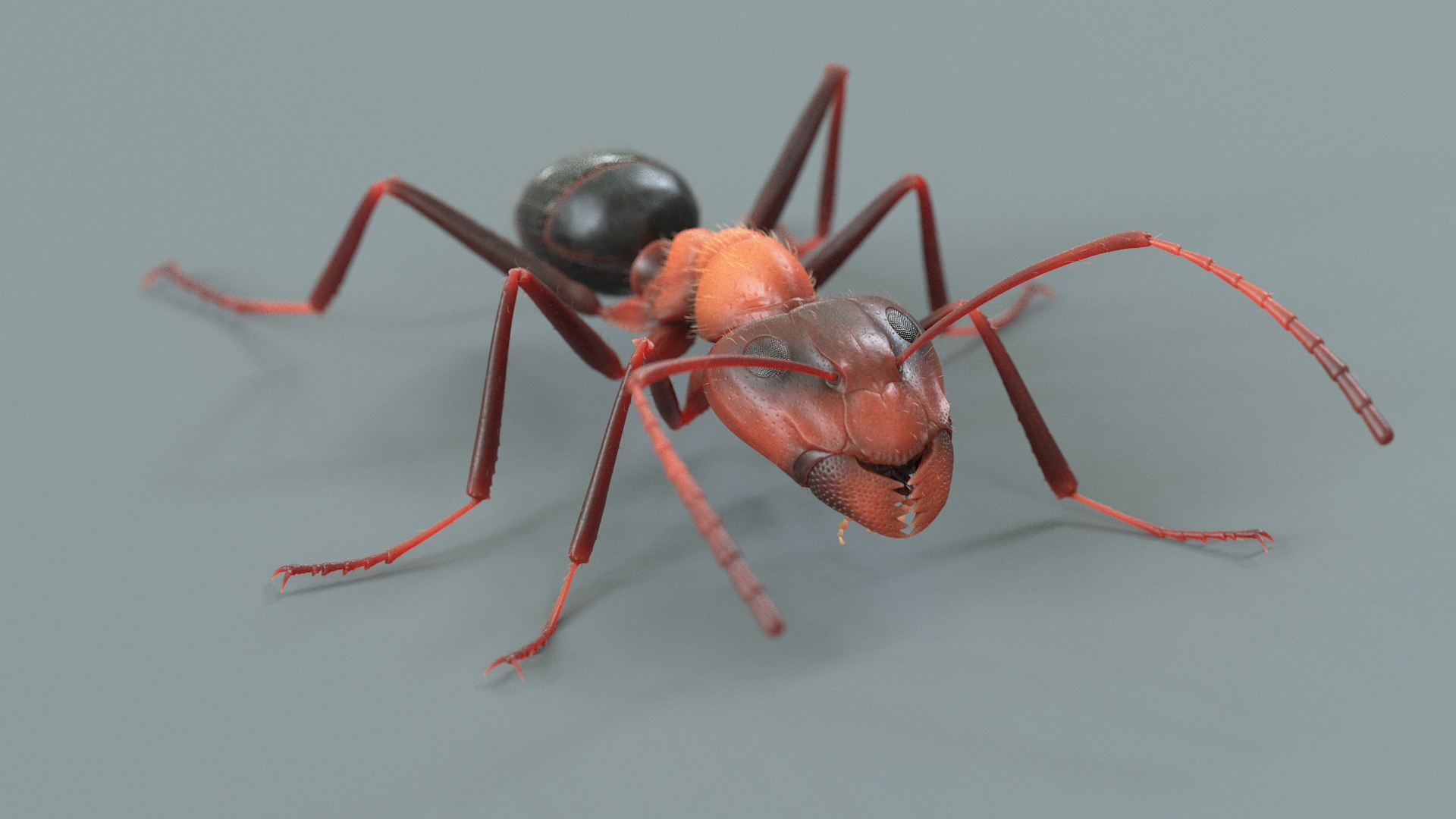 Red Ant Rigged 3D model https://p.turbosquid.com/ts-thumb/Aw/6Xfhd5/ok/antrednimtwo/jpg/1714653140/1920x1080/turn_fit_q99/53d7fca571a941d3be07c1b391826fcab331d0fd/antrednimtwo-1.jpg